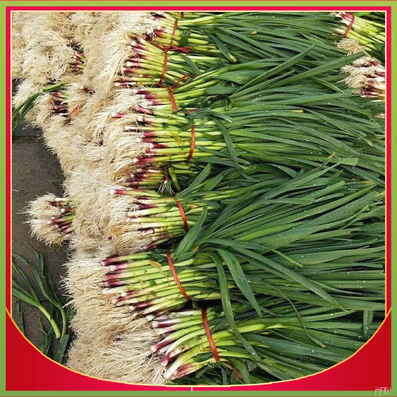 叶蒜苗连续三茬蒜苗香蒜红头蒜蒜红头可种籽一年四季均种子种植硬