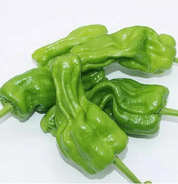 绿薄皮辣椒种子不辣的椒王种籽大长耐热四季种植大香辣好吃