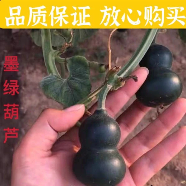 墨绿小葫芦翡翠葫芦盆栽手捻葫芦种子文玩亚腰种籽盆栽阳台