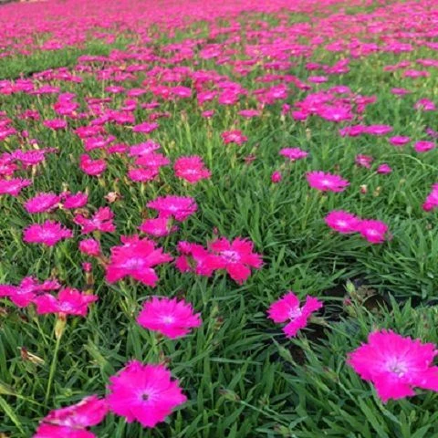 石竹种子欧石竹初吻花种籽四季开花混色易种常夏石竹阳台花籽