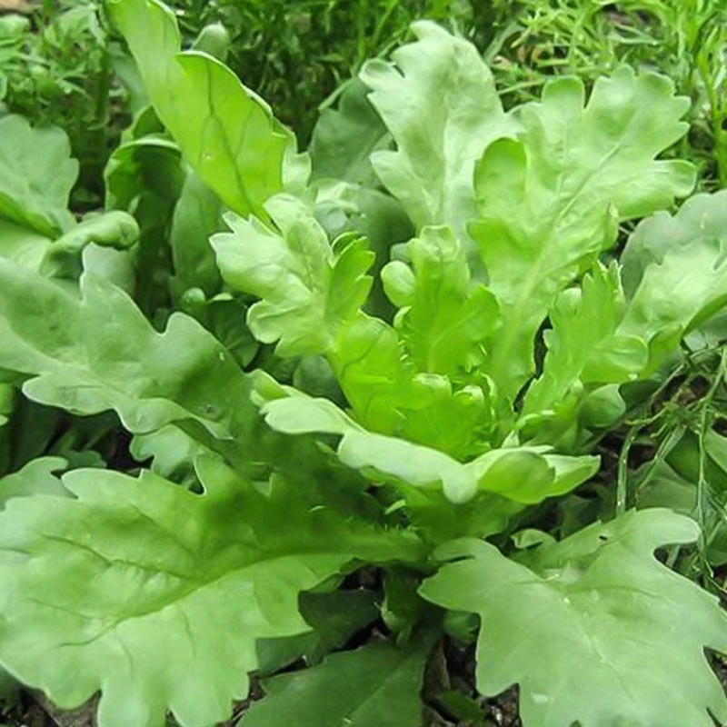 大叶茼蒿种子皇帝菜春夏秋四季盆栽大田青菜种籽茼蒿菜籽种孑