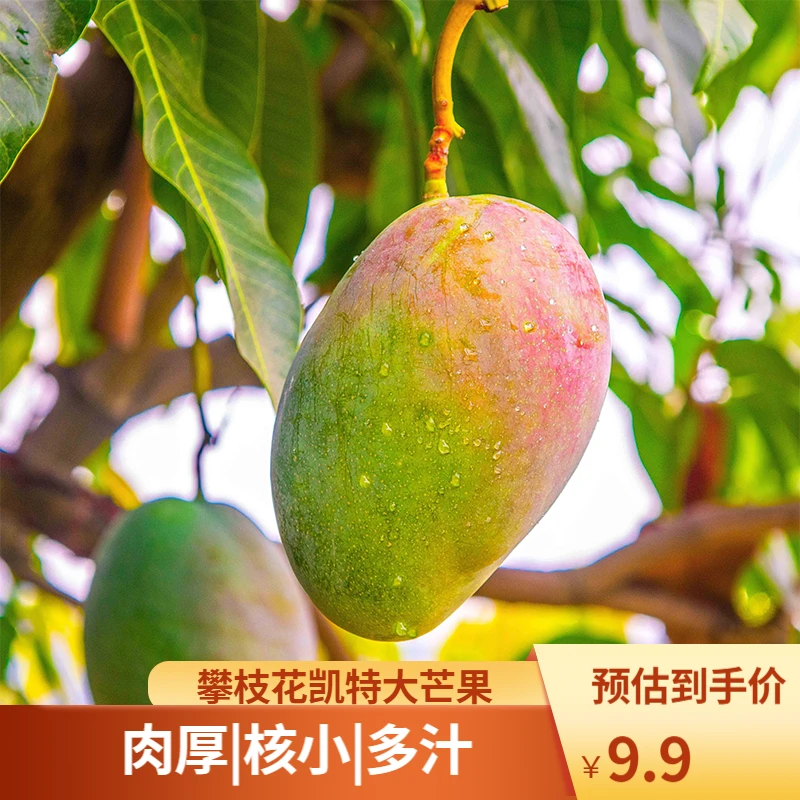 攀枝花凯特芒果精品大果四川青皮大芒果肉厚核小多汁应季水果