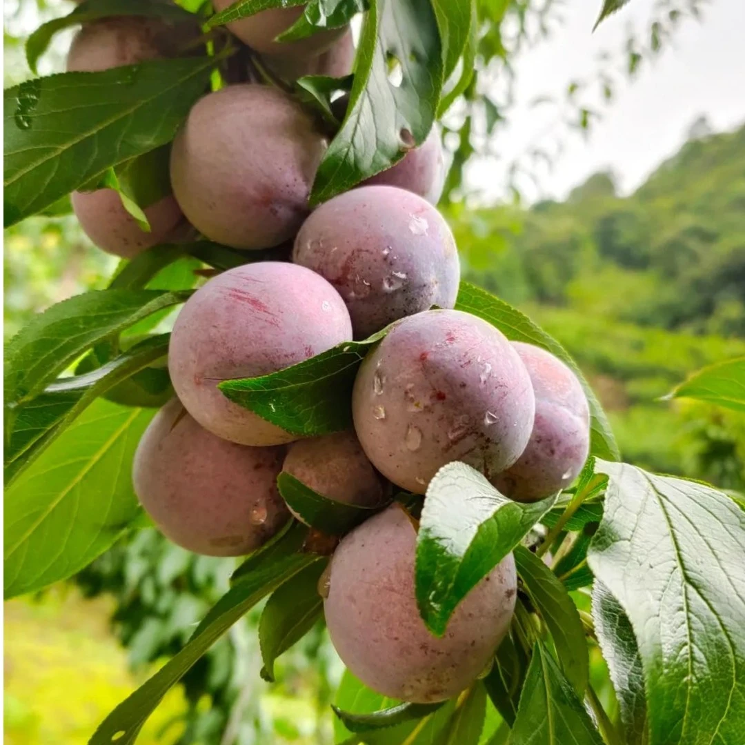 四川高山汶川脆红李脱骨脆李