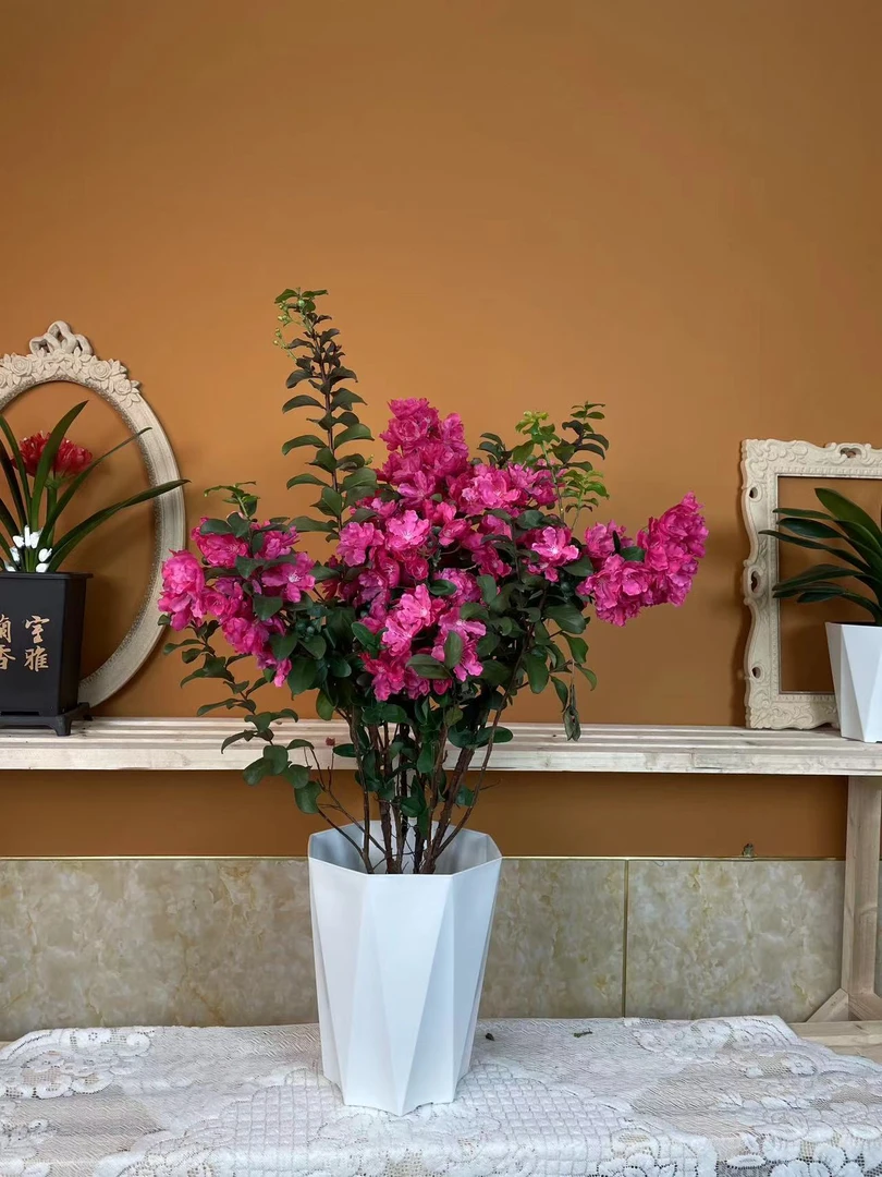 (枚红色) 3年大苗 摩卡矮化盆栽紫薇