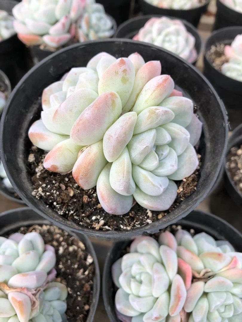 精控冰玉(喜乐多肉)脱土裸根 多肉植物