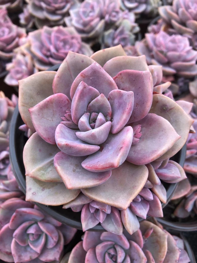 彩虹糖（喜乐多肉）脱土裸根  多肉植物
