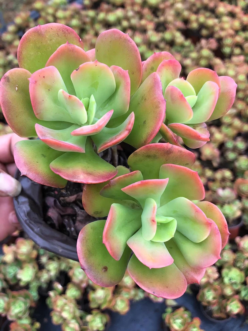 红梅（9.9元包邮 喜乐多肉）脱土裸根   多肉植物种植
