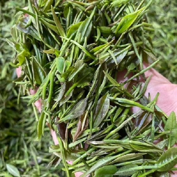 【芽尖】2023年新茶高端日照绿茶露天茶手工茶毛峰礼品茶清香型