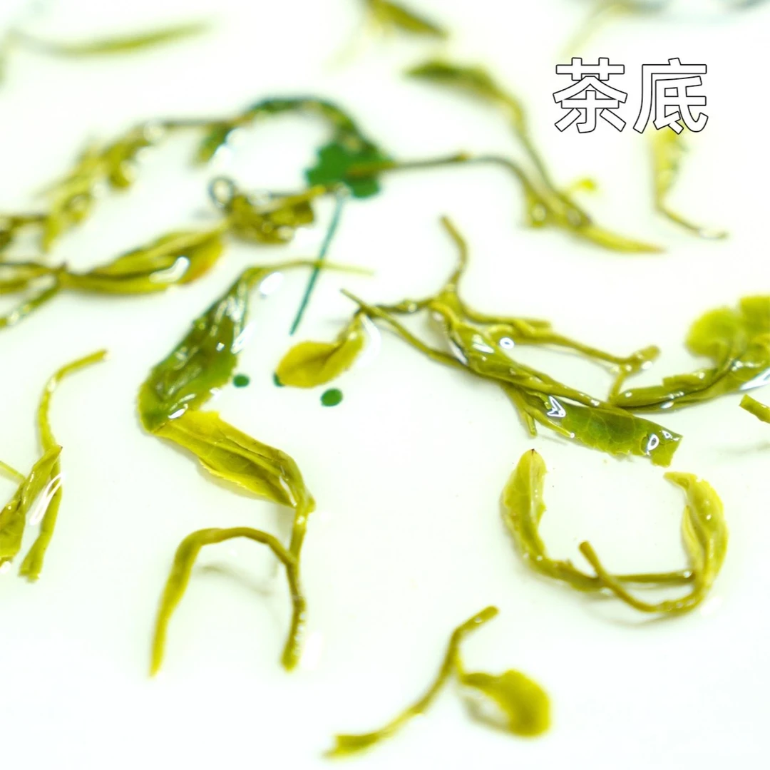 【5月份春茶浓香】日照绿茶新茶浓香刚炒的新茶豆香正宗日照绿茶