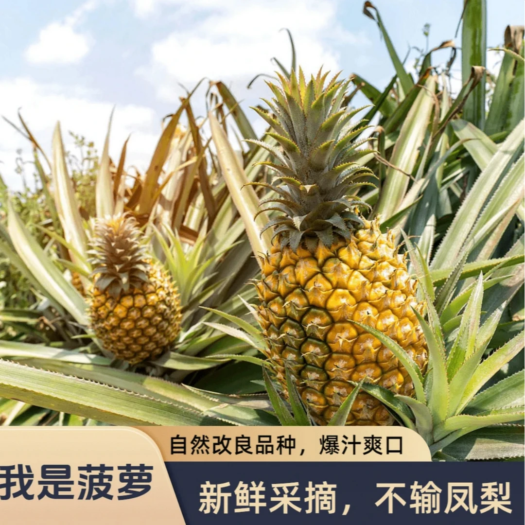 菠萝徐闻香水菠萝新品应季新鲜香甜水果现摘现发不是凤梨