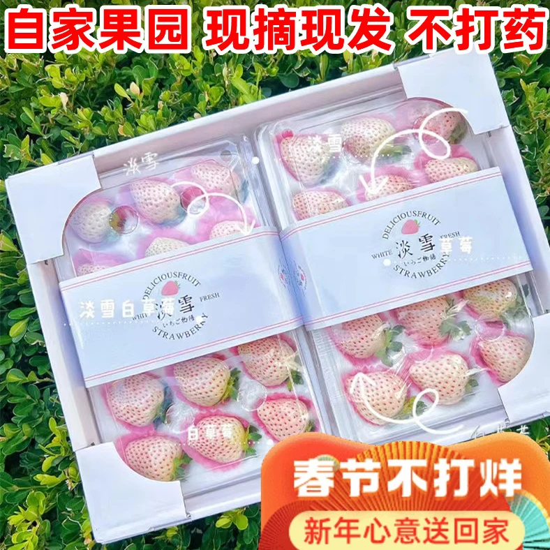 顺丰空运 淡雪草莓白草莓白雪公主奶油草莓现摘1-2斤大果礼盒装