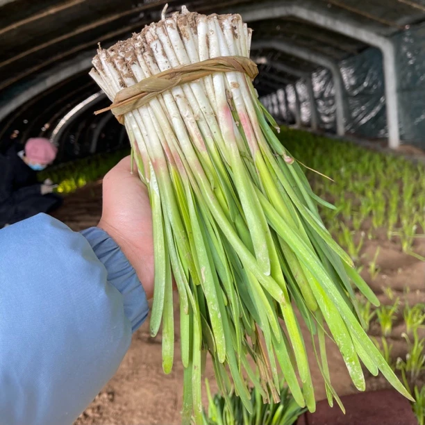 山东头刀红芽韭菜放心吃红根韭菜香味浓郁短韭菜现割现发批发包邮