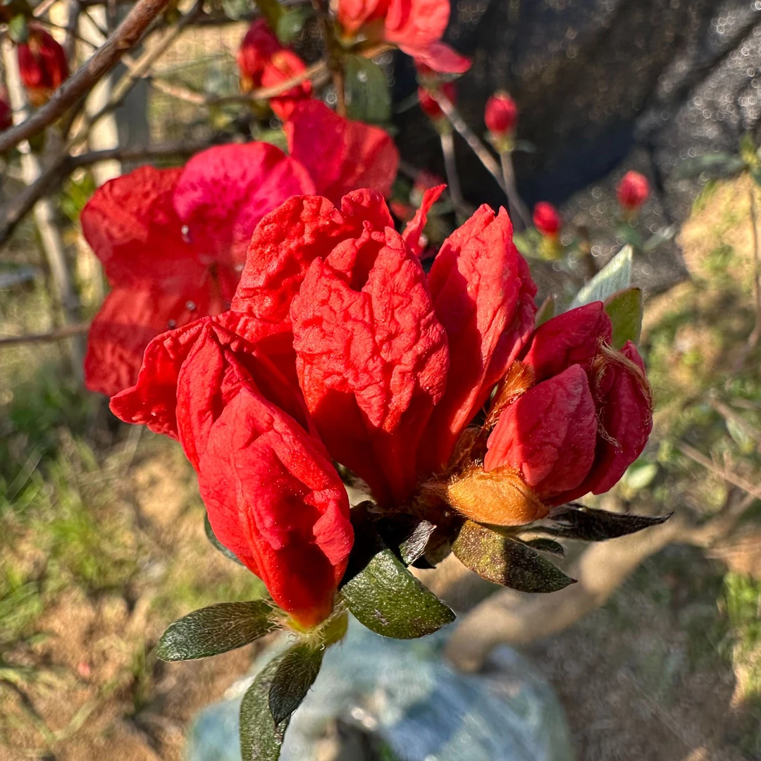 大别山映山红先花后叶盆栽桩素材一物一拍包邮