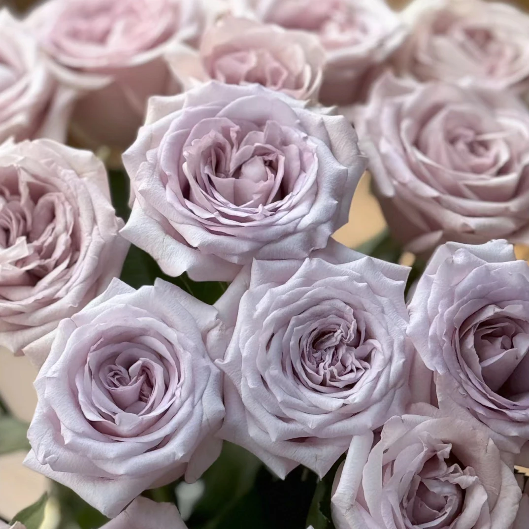 朵拉 一加仑根接 大花