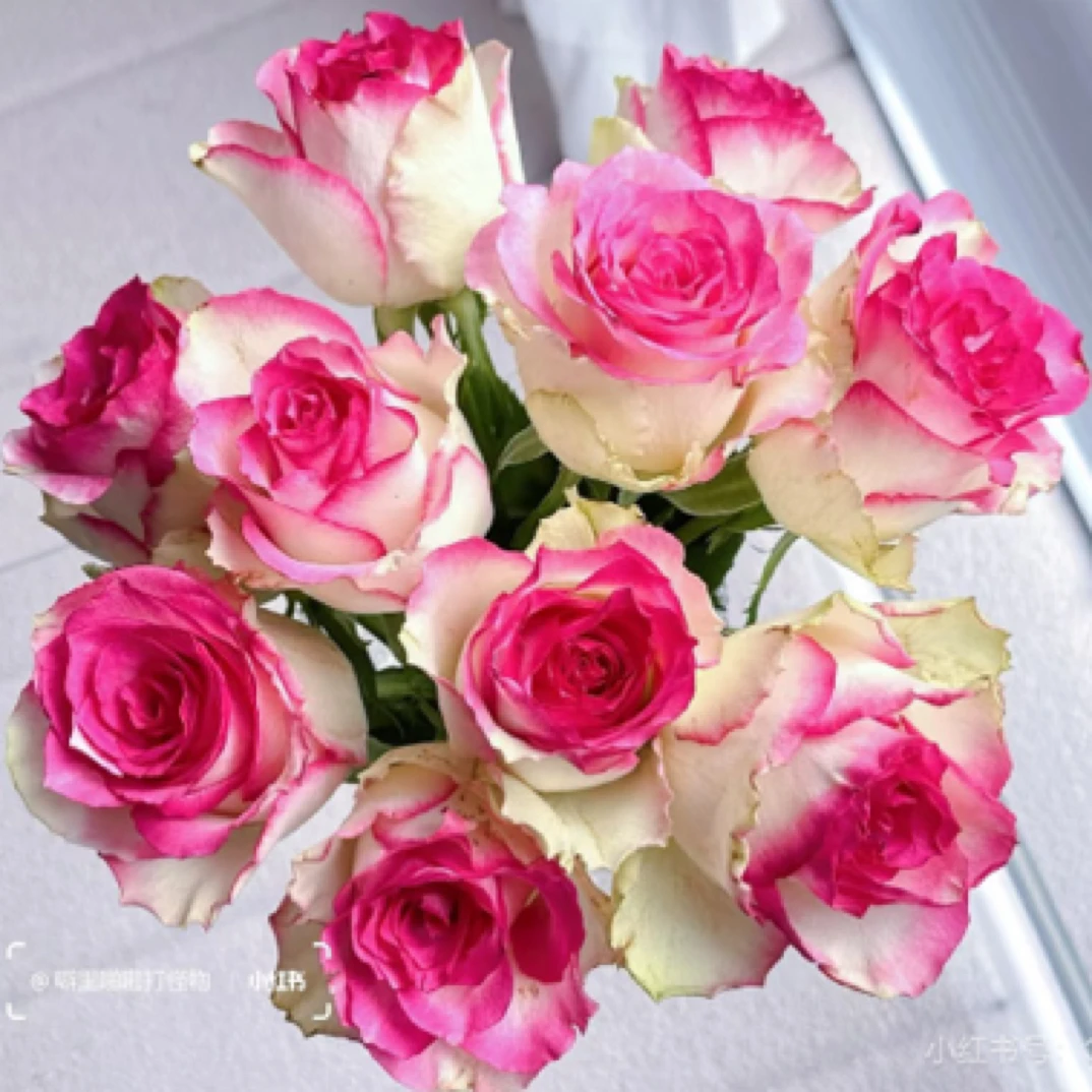 无双又名舞蹈 根接 不带花苞发货