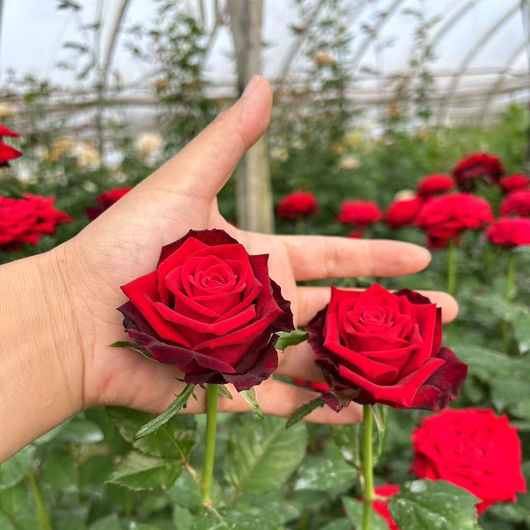 2加仑根接苗   原盆带土发货（发货苗情参考直播当天直播）