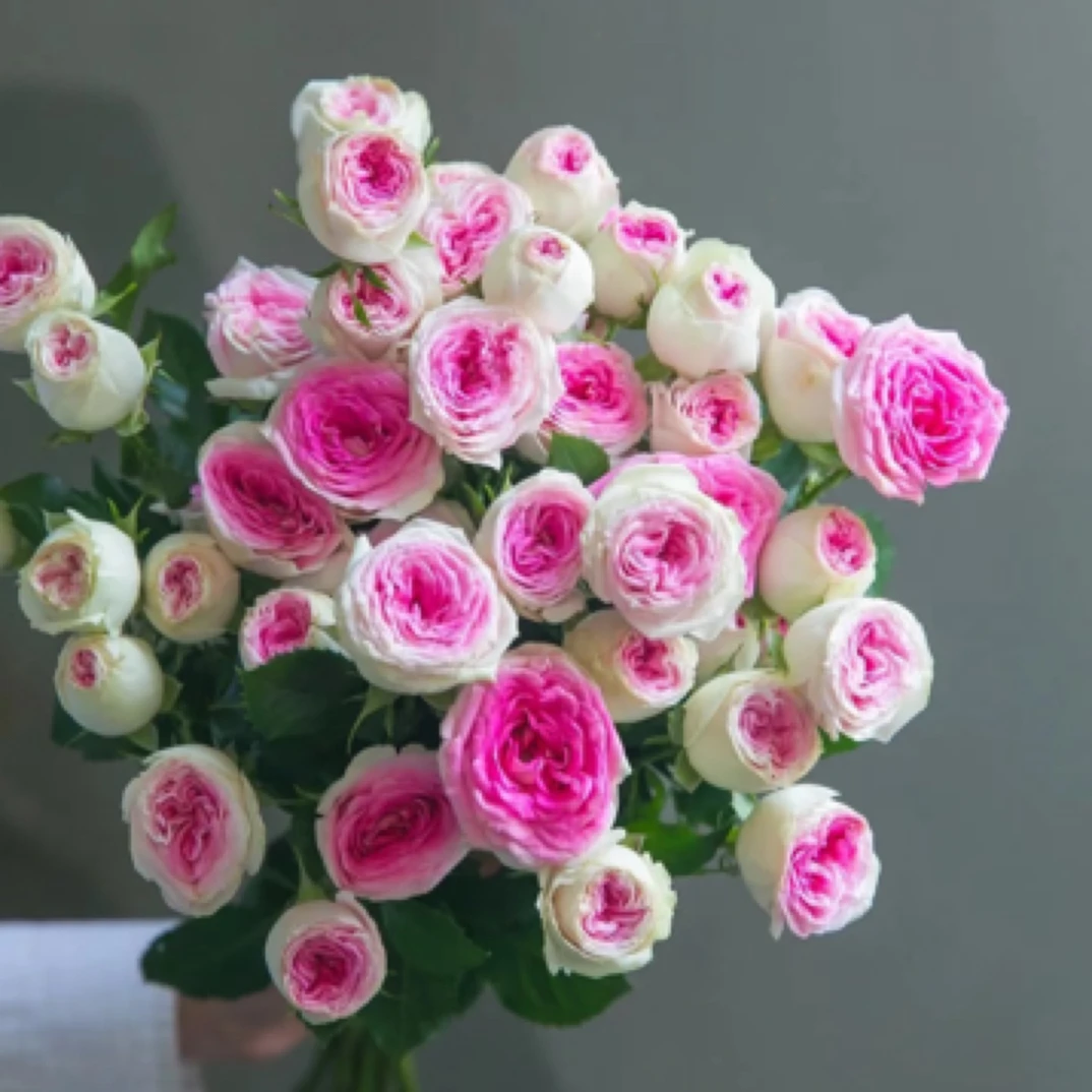 冰淇淋 扦插一加仑有花蕾原盆发货（苗情当场直播为准）