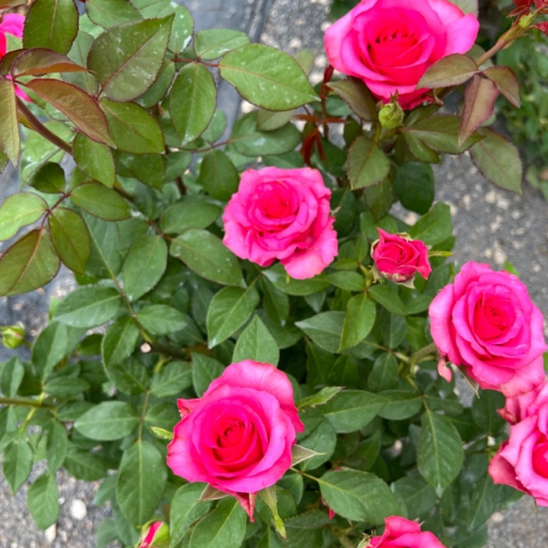 VIP贵宾粉月季 一加仑根接苗 切花多季开花 两个主分支 介意勿拍