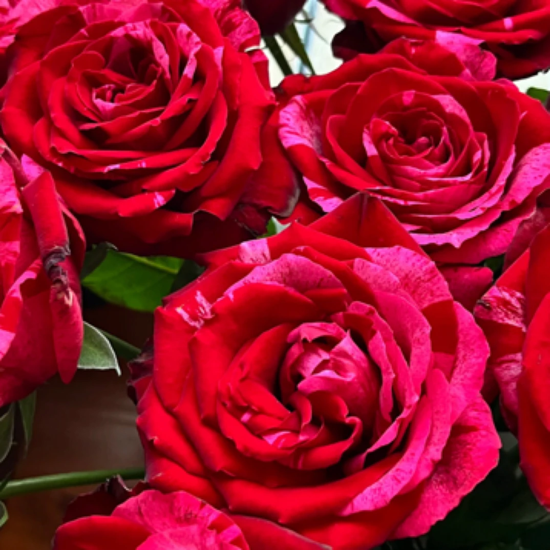 幸运女神  一加仑根接苗  参考当天直播苗情