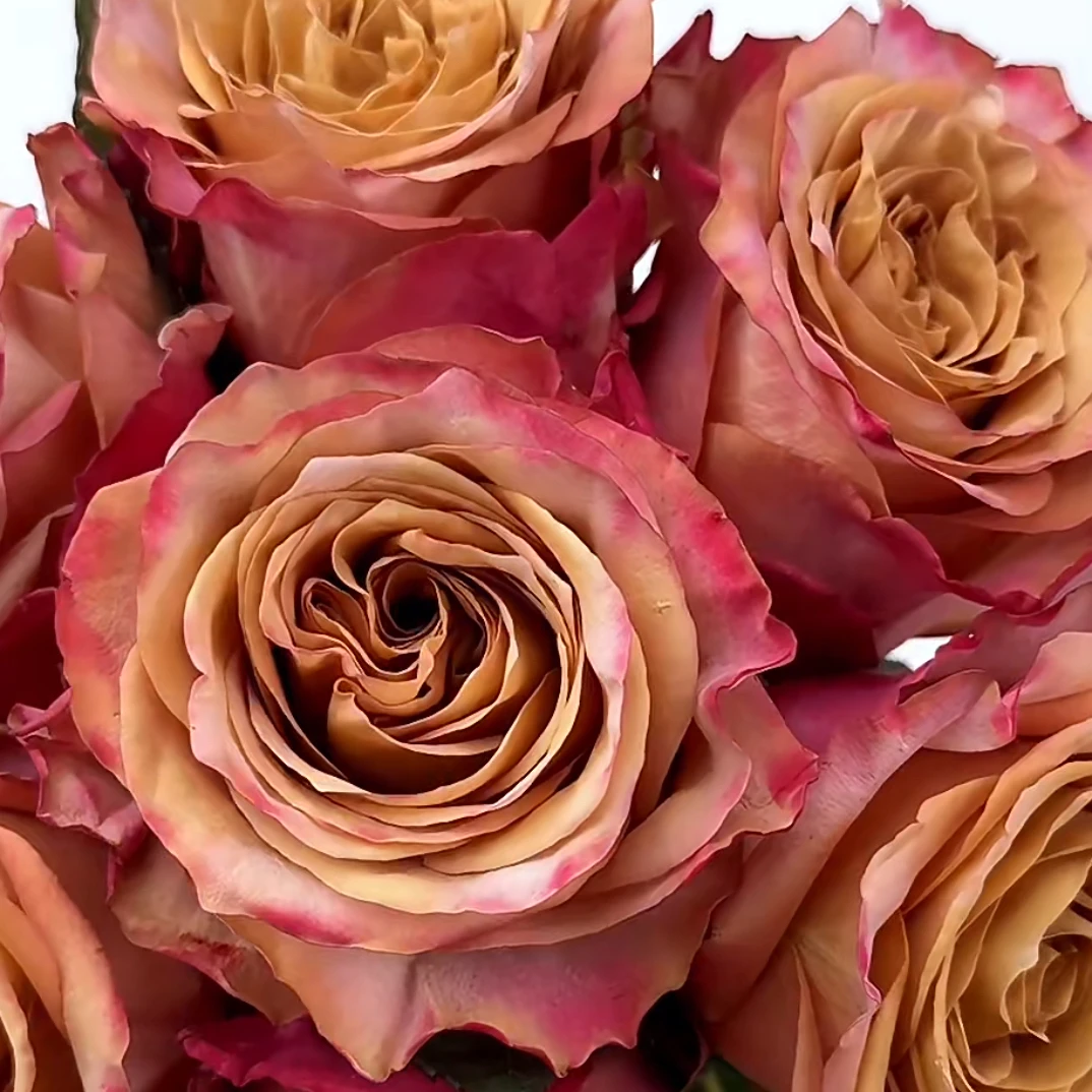 皮姆斯月季 1加仑根接复古色盲芽介意勿拍