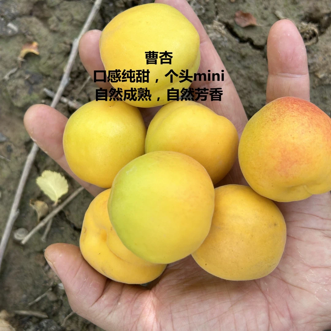 [纯甜曹杏]太平特产mini小杏子 新鲜孕妇水果口感酸甜多汁5斤包邮