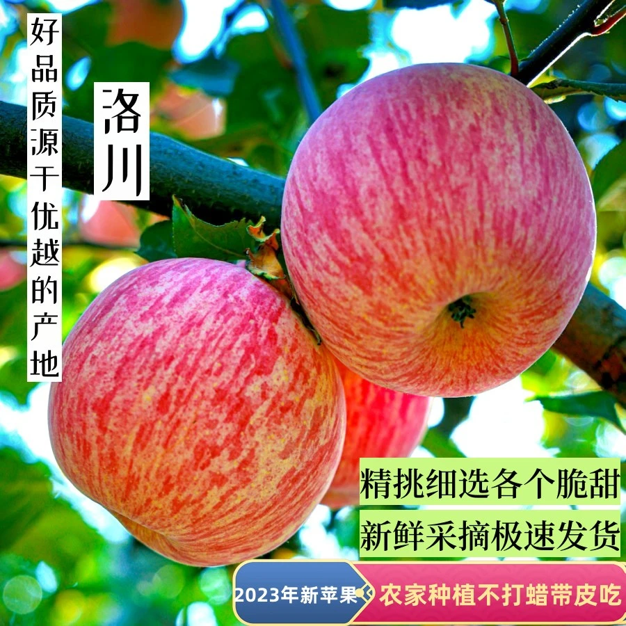 陕西洛川红富士新鲜苹果水果脆甜条纹红5斤/带箱10斤彩箱批发礼盒