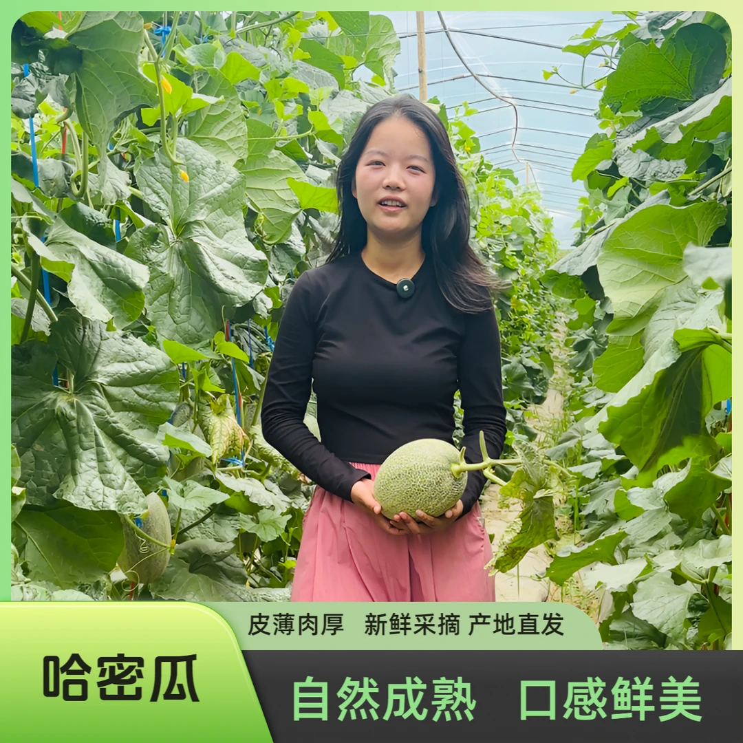 【现摘现发】哈密瓜  皮薄肉厚 脆甜多汁 新鲜采摘 精品果产地直发
