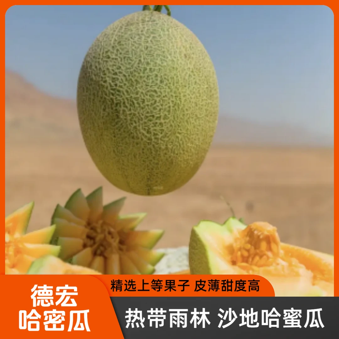 【德宏弄岛】哈密瓜  皮薄肉厚 脆甜多汁 新鲜采摘 精品果产地直发