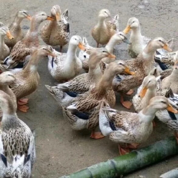 湘西南高山农家放养土麻鸭有内脏顺丰包邮