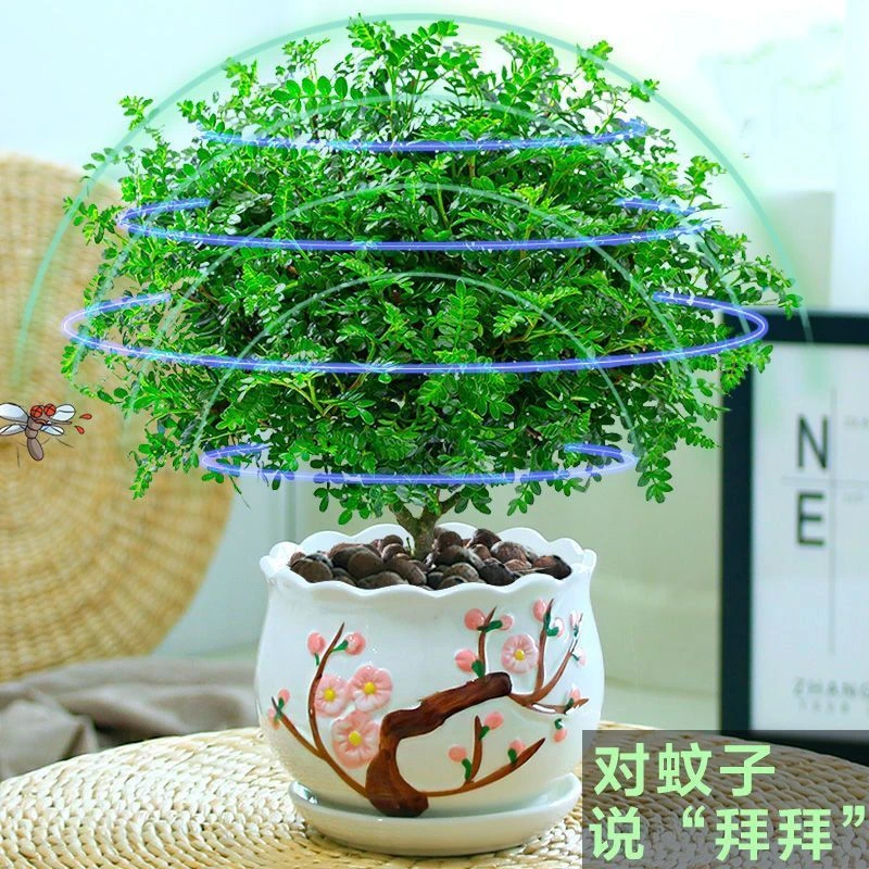 正宗清香胡椒木盆栽花卉室内外驱蚊草植物树苗老桩盆景九里香绿植