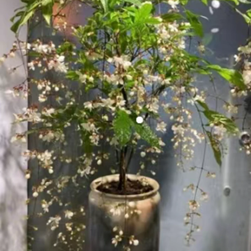 垂丝茉莉花盆栽垂枝茉莉泰国进口绿植白玉蝴蝶开花清香垂风车茉莉