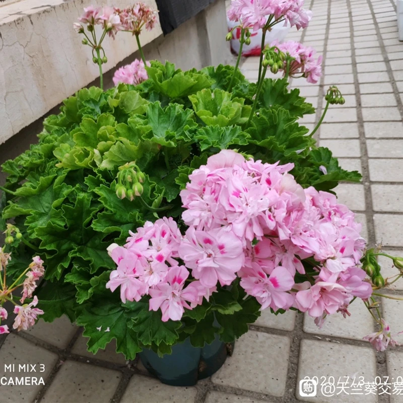 克里斯蒂娜 兽系勤花 包对版