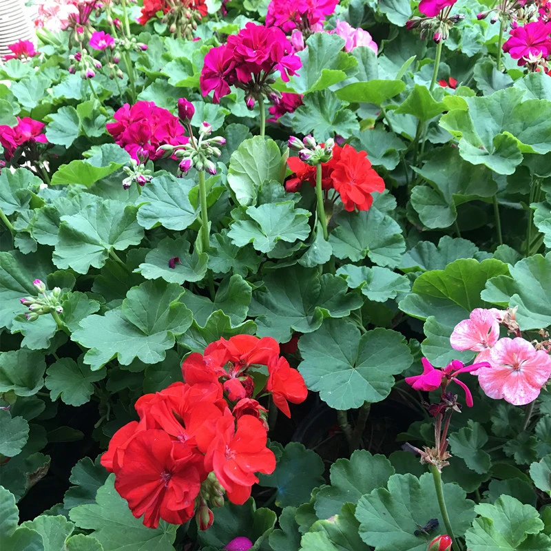 天竺葵花苗 奖品 随机1盆