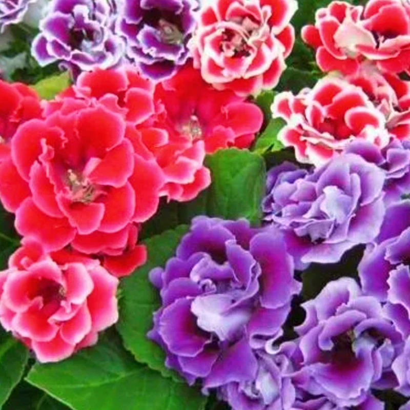 大岩桐重瓣带花盆栽花苗富贵芙蓉花卉植物带花发货四季开花包邮