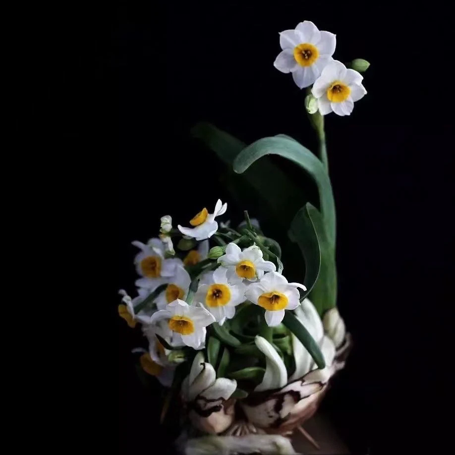 手工雕刻水仙花  好养易活