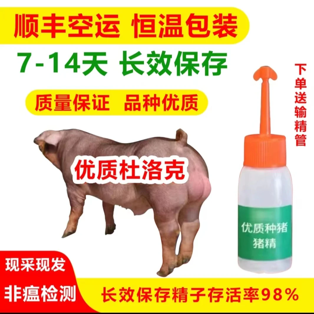 优质原种杜洛克种公猪精液批发发货包邮对版猪厂直发
