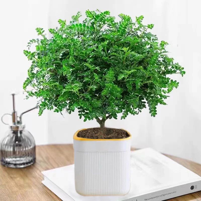 【新疆包邮】清香木五年老桩绿植驱蚊虫植物四季常青净化空气