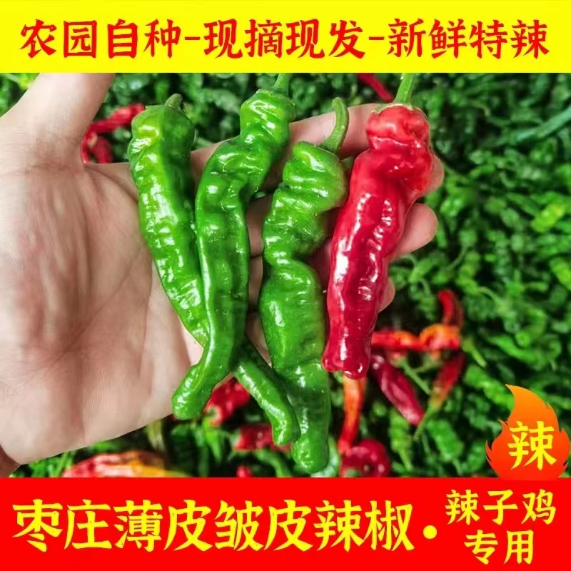 现摘正宗山东枣庄农家薄皮小皱皮炒菜超辣特香辣新鲜螺丝土辣椒