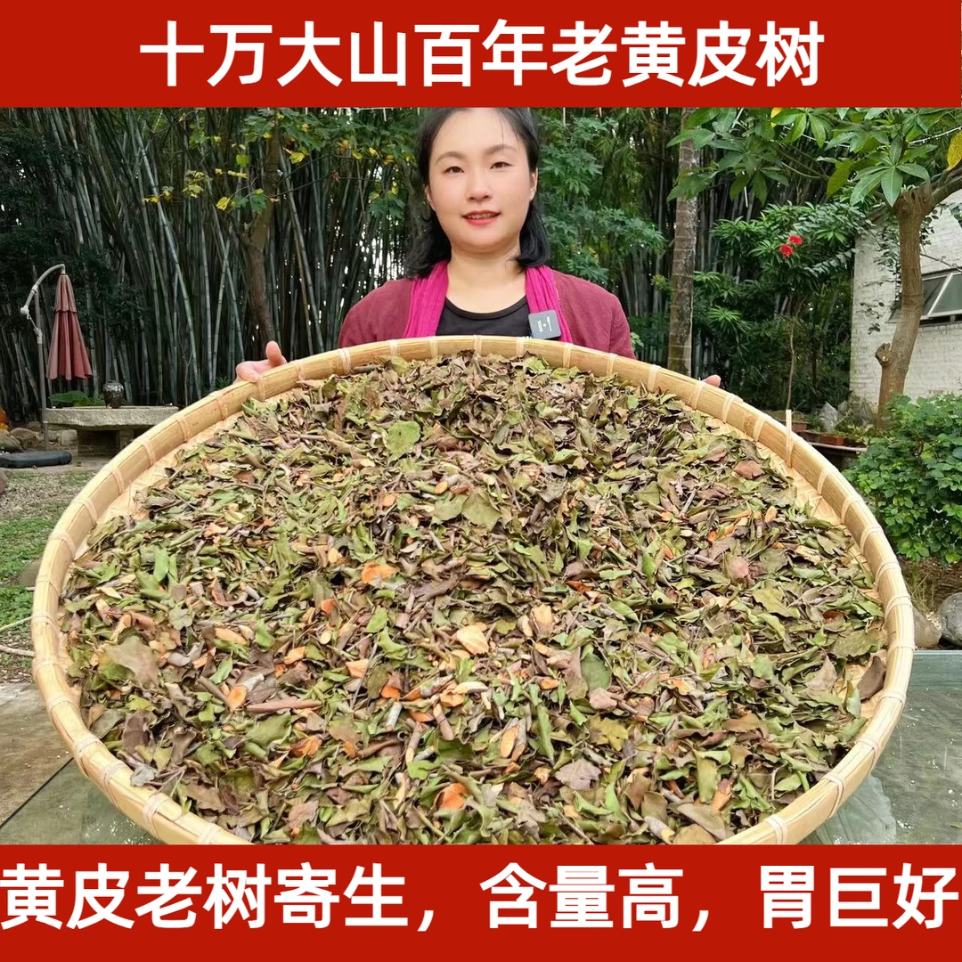 正宗黄皮树寄生高山黄皮果老树寄生原生态黄皮寄生茶