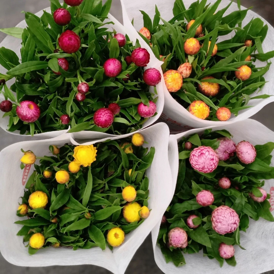 蜡菊四季麦秆菊盆栽花苗盆景庭院阳台耐寒植物菊花科多年生干花卉