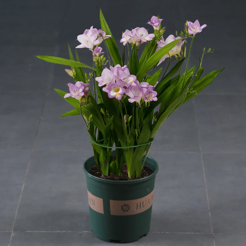 四季香雪兰盆栽仓兰花苗香水兰植物多年生宿根花卉阳台庭院香型花