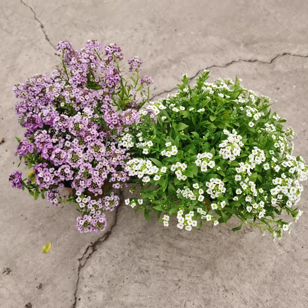 四季耐寒香雪球庭院阳台室外花园地栽花卉香雪草地被植物花卉香苗