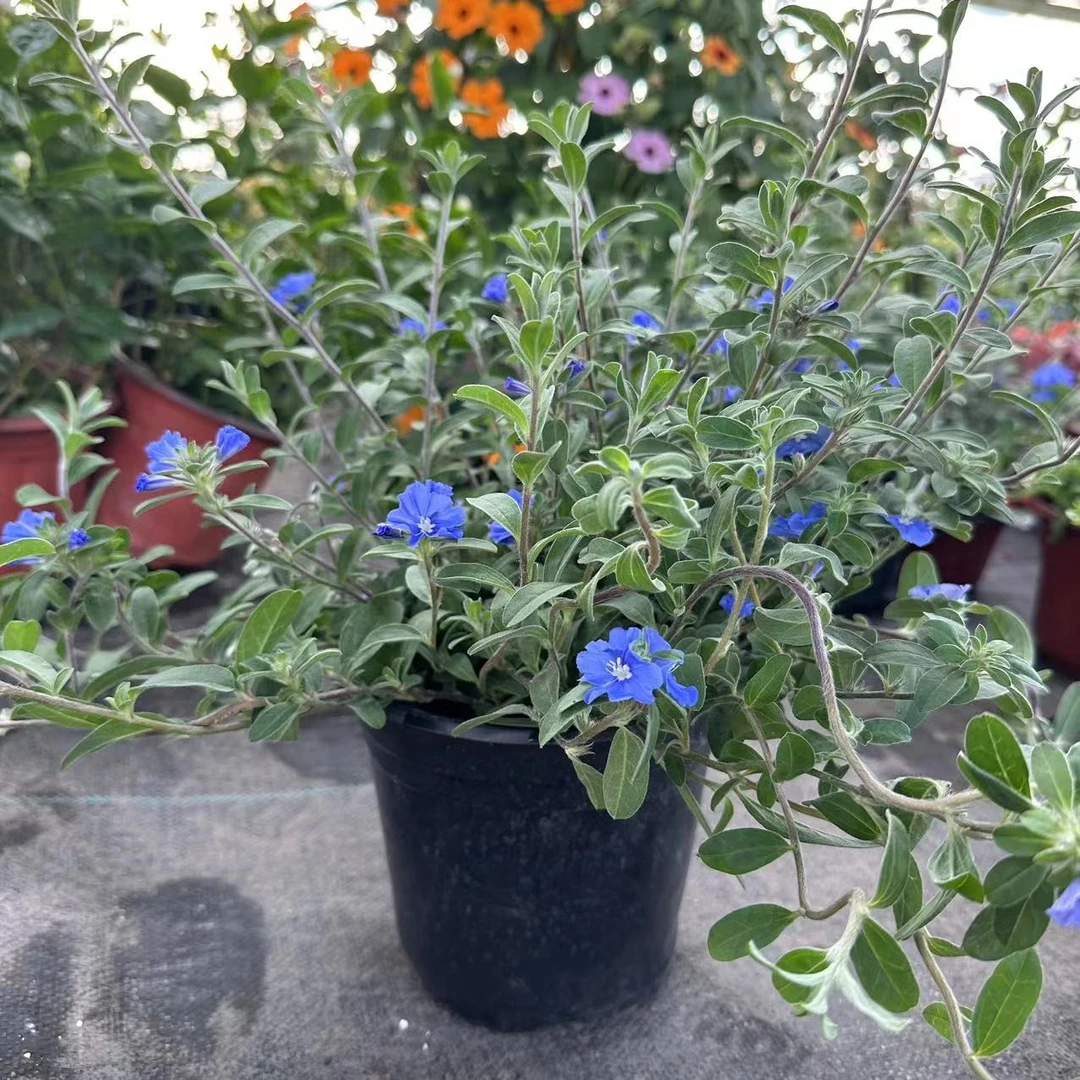 蓝星花四季新品花苗多年生宿根花卉庭院阳台地载易养带花发