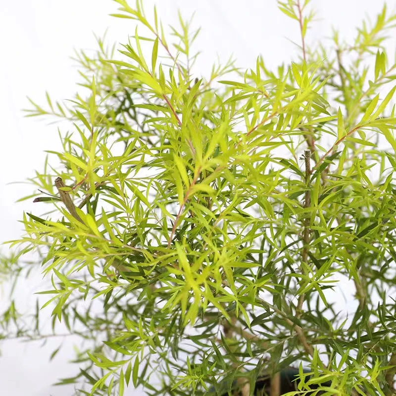 黄金香柳盆栽耐寒室外庭院阳台植物千层金盆栽四季常青木本植物