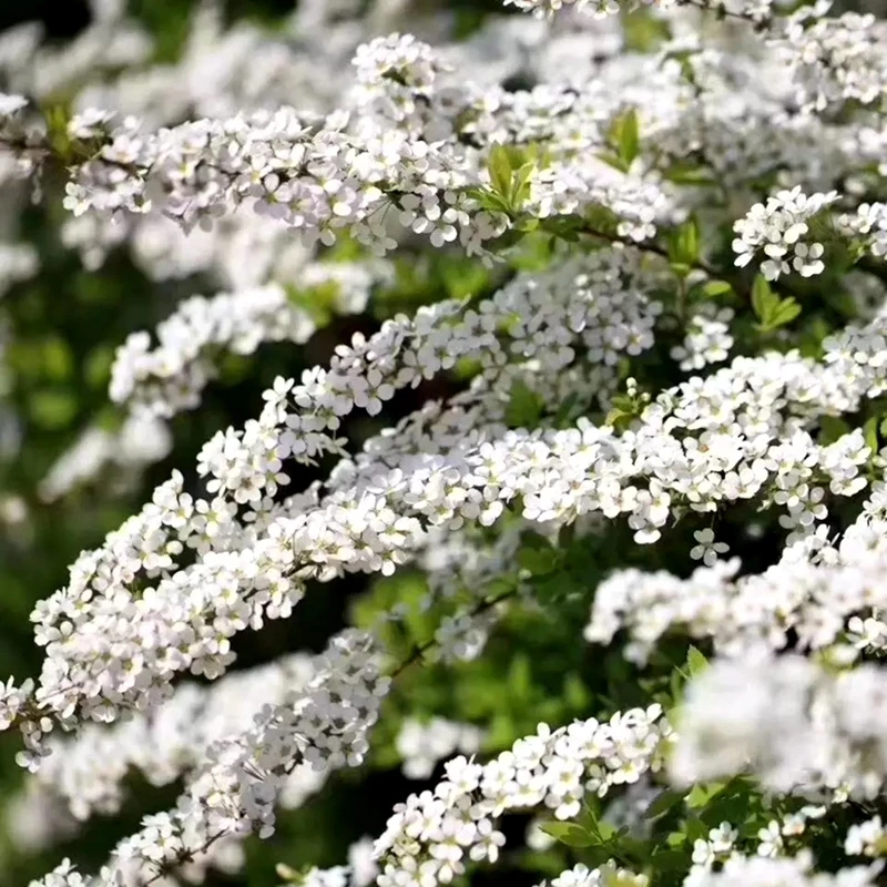 喷雪花花卉雪柳花盆栽灌木植物开花室内阳台庭院耐寒耐热花量大