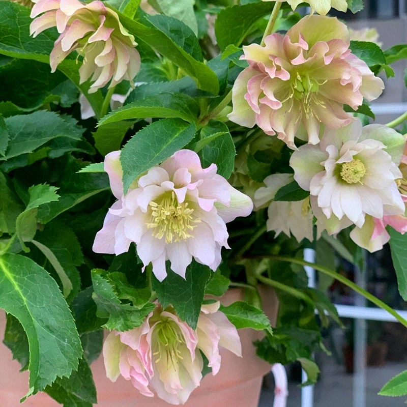 四季铁筷子盆栽冬日玫瑰花苗耐寒植物花期超长室内庭院阳台花卉