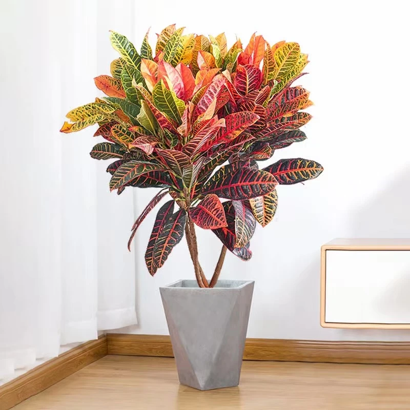 变叶木四季盆栽巴西木植物洒金榕花卉庭院阳台调色花苗多年生木本