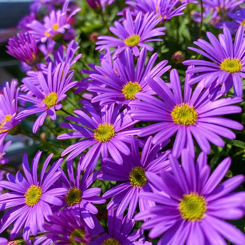 姬小菊盆栽庭院阳台带花苞耐寒花期长清新美观系好养活春季净化