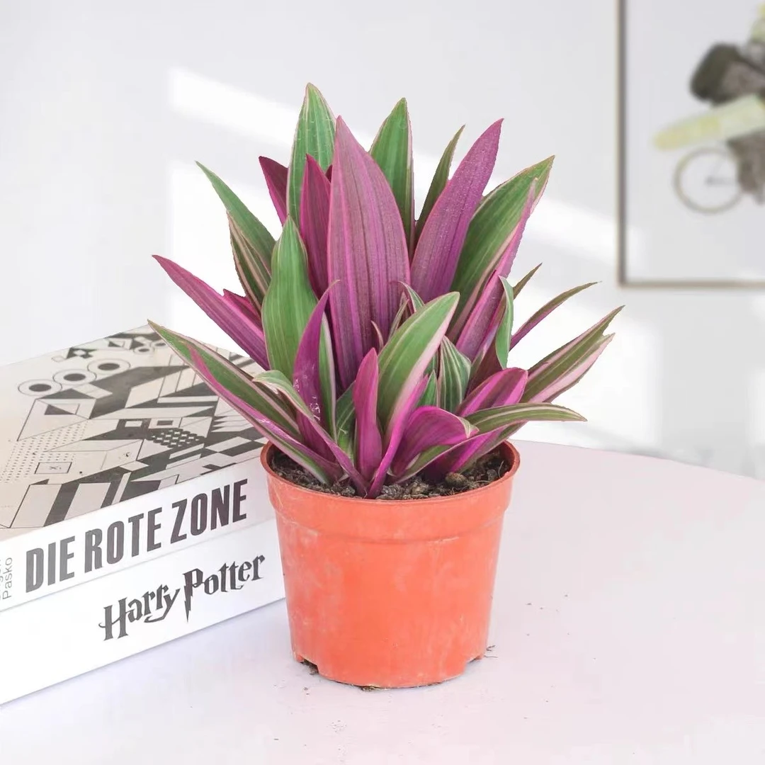 蚌兰盆栽室内植物花卉好养油画婚礼吊兰客厅多肉水培绿植办公盆栽