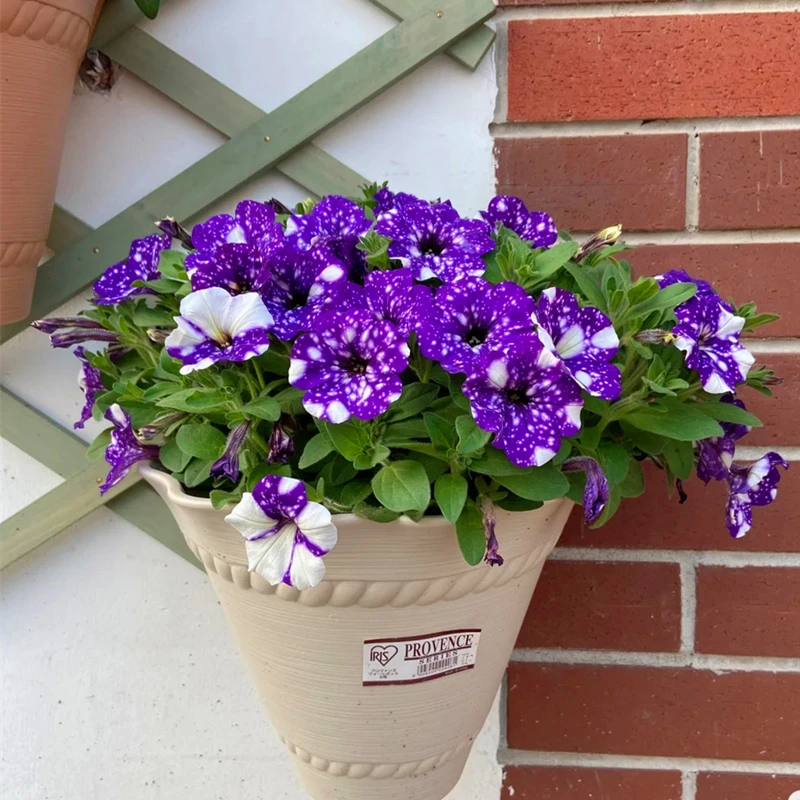 矮牵牛花盆栽带花百万小玲花苗垂吊花卉庭院阳台花卉矮牵牛花苗